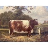 William Albert Clark (British fl.1906-1937): Prize Heifer