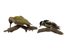 Taxidermy: Green Woodpecker and a Greater Spotted Woodpecker