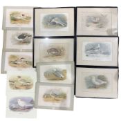 After Archibald Thorburn (Scottish 1860-1935): 'Iceland Gull' and ten other gulls