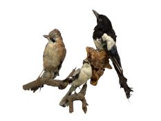 Taxidermy: Magpie