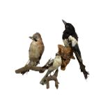 Taxidermy: Magpie