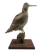Taxidermy - Woodcock standing on a grassy mound and on wooden base H31cm