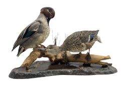 Taxidermy: Two ducks perched on a branch above a stream