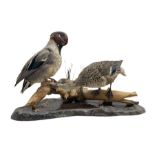 Taxidermy: Two ducks perched on a branch above a stream