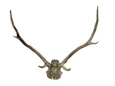 Taxidermy: Pair of six point antlers