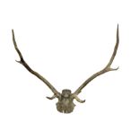 Taxidermy: Pair of six point antlers