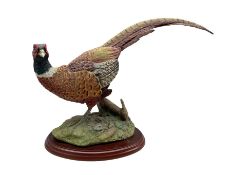 Border Fine Arts 'Game Birds' series Pheasant W38cm