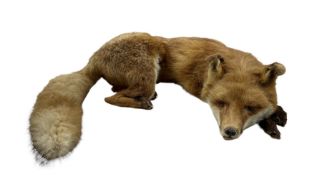 Taxidermy: Red fox (Vulpes vulpes)