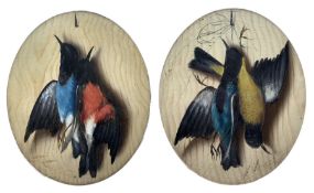 Michaelangelo Meucci (Italian 1840-1909): Hanging Songbirds