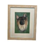 J Stephens (British contemporary): Portrait of an Alsatian