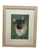 J Stephens (British contemporary): Portrait of an Alsatian