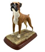 Border Fine Arts model 'Boxer Standing' A3789