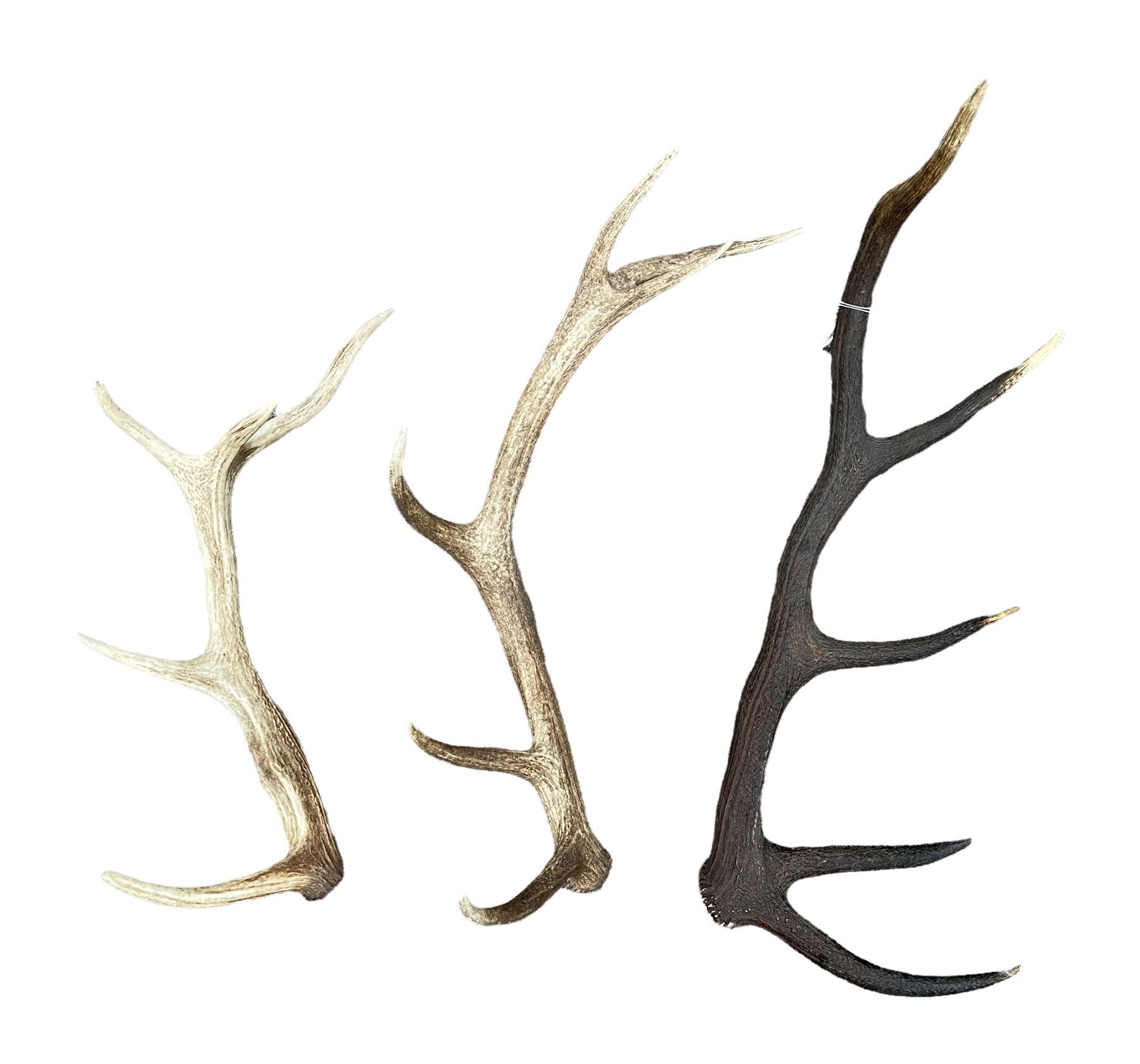 Three loose deer antlers max length 63cm