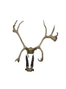 Pair of Antelope antlers