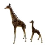 Large Beswick model of a Giraffe No1631 H32cm and a small Giraffe No853