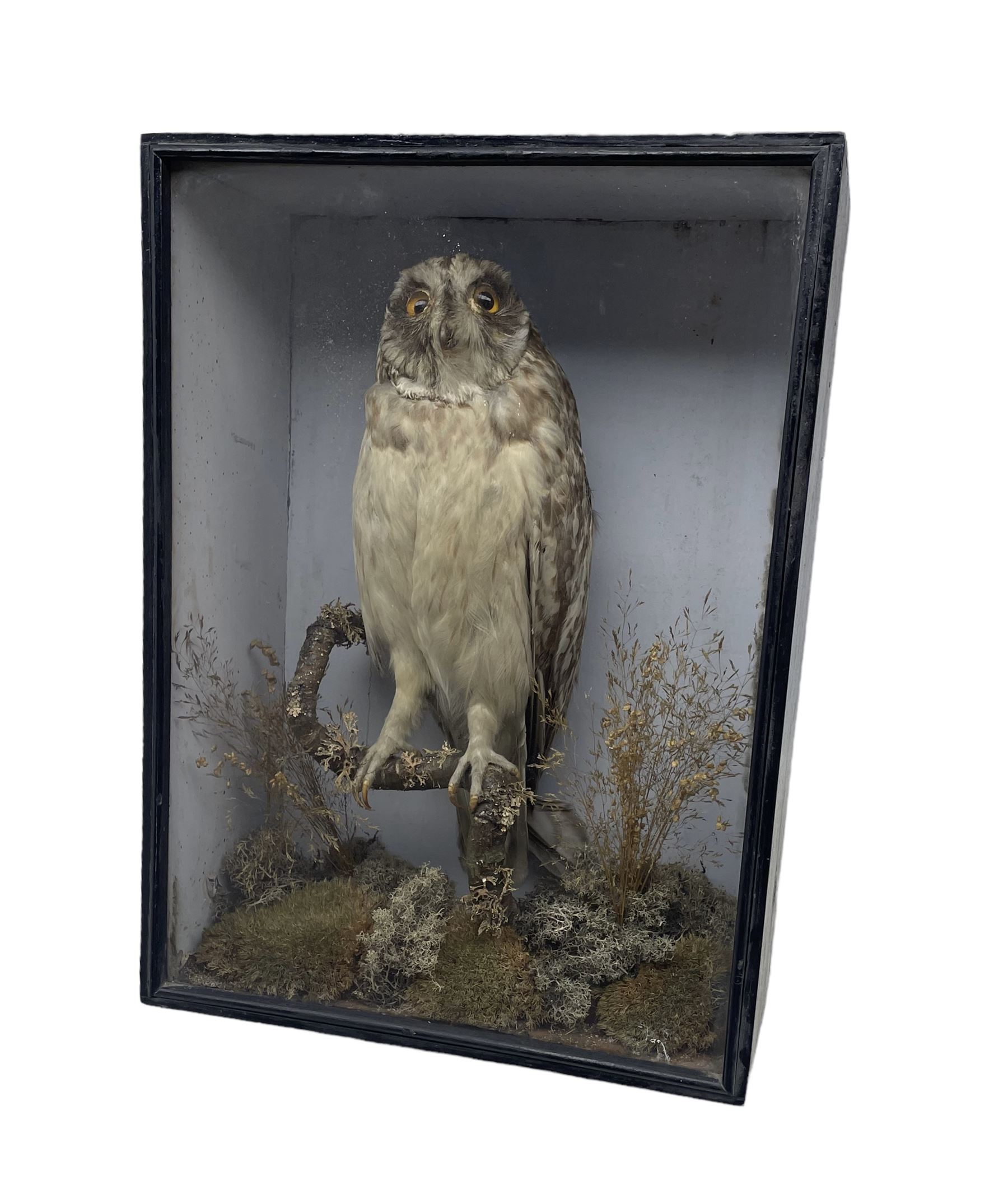 Taxidermy: Victorian Short-eared Owl (Asio flammeus) mounted upon a moss covered branch