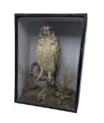 Taxidermy: Victorian Short-eared Owl (Asio flammeus) mounted upon a moss covered branch