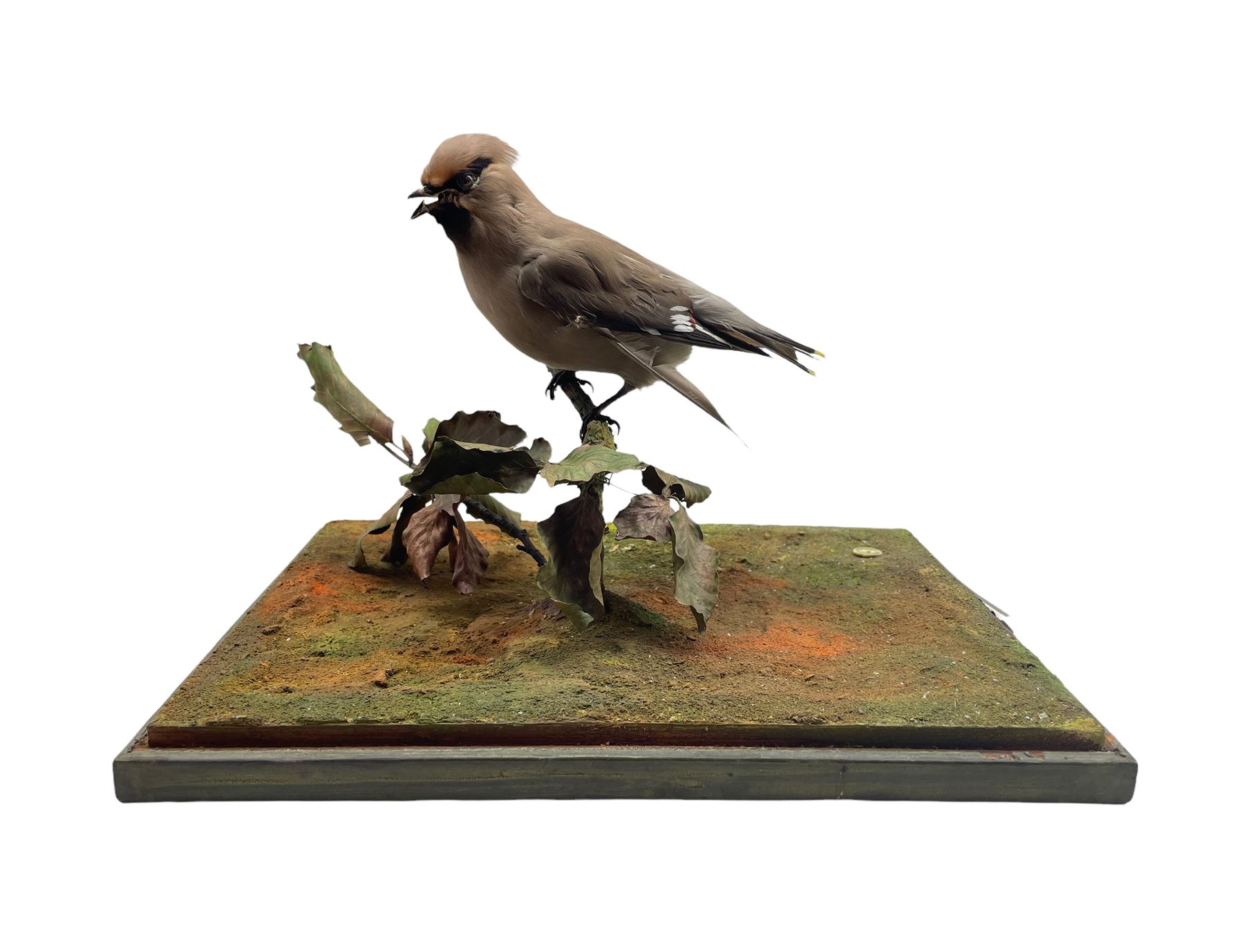 Taxidermy: Study of a Waxwing (Bombycilla garrulus) perched atop a small branch