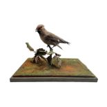 Taxidermy: Study of a Waxwing (Bombycilla garrulus) perched atop a small branch