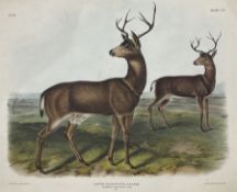 John James Audubon (American 1785-1851): 'Cervus Richardsonii Aud & Bach - Columbian Black-Tailed De
