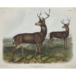 John James Audubon (American 1785-1851): 'Cervus Richardsonii Aud & Bach - Columbian Black-Tailed De