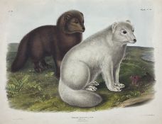 John James Audubon (American 1785-1851): ' Vulpes Lagopus Linn - Arctic Fox (Winter & Summer Pelage)