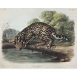 John James Audubon (American 1785-1851): 'Felis Pardalis Linn - Ocelot or Leopard Cat (Male)'