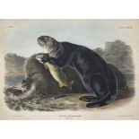 John James Audubon (American 1785-1851): 'Enhydra Marina Erxleben - Sea Otter (Young Male)'