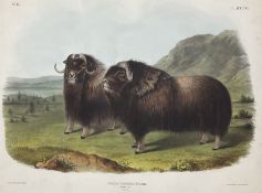 John James Audubon (American 1785-1851): 'Ovibos Moschatus Gmel - Musk Ox (Males)'