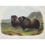 John James Audubon (American 1785-1851): 'Ovibos Moschatus Gmel - Musk Ox (Males)'