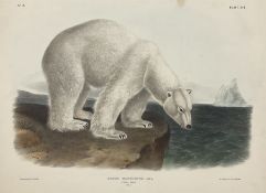 John James Audubon (American 1785-1851): 'Ursus Maritimus Linn - Polar Bear (Male)'