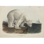 John James Audubon (American 1785-1851): 'Ursus Maritimus Linn - Polar Bear (Male)'