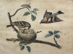 Manner of Samuel Dixon (Irish ?-1769): Chaffinch Returning to Nest