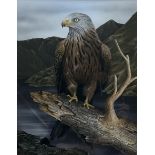 Carl Whitfield (British 1958-): Red Kite