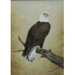 Michael Powell (Royal Worcester artist 20th century): Bald Eagle