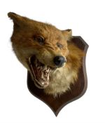 Taxidermy: Red Fox Mask (Vulpes vulpes) by Peter Spicer & Sons