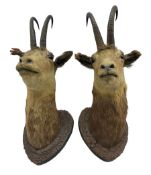 Taxidermy: Chamois