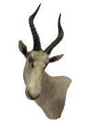 Taxidermy: White Blesbok (Damaliscus pygargus phillipsi)