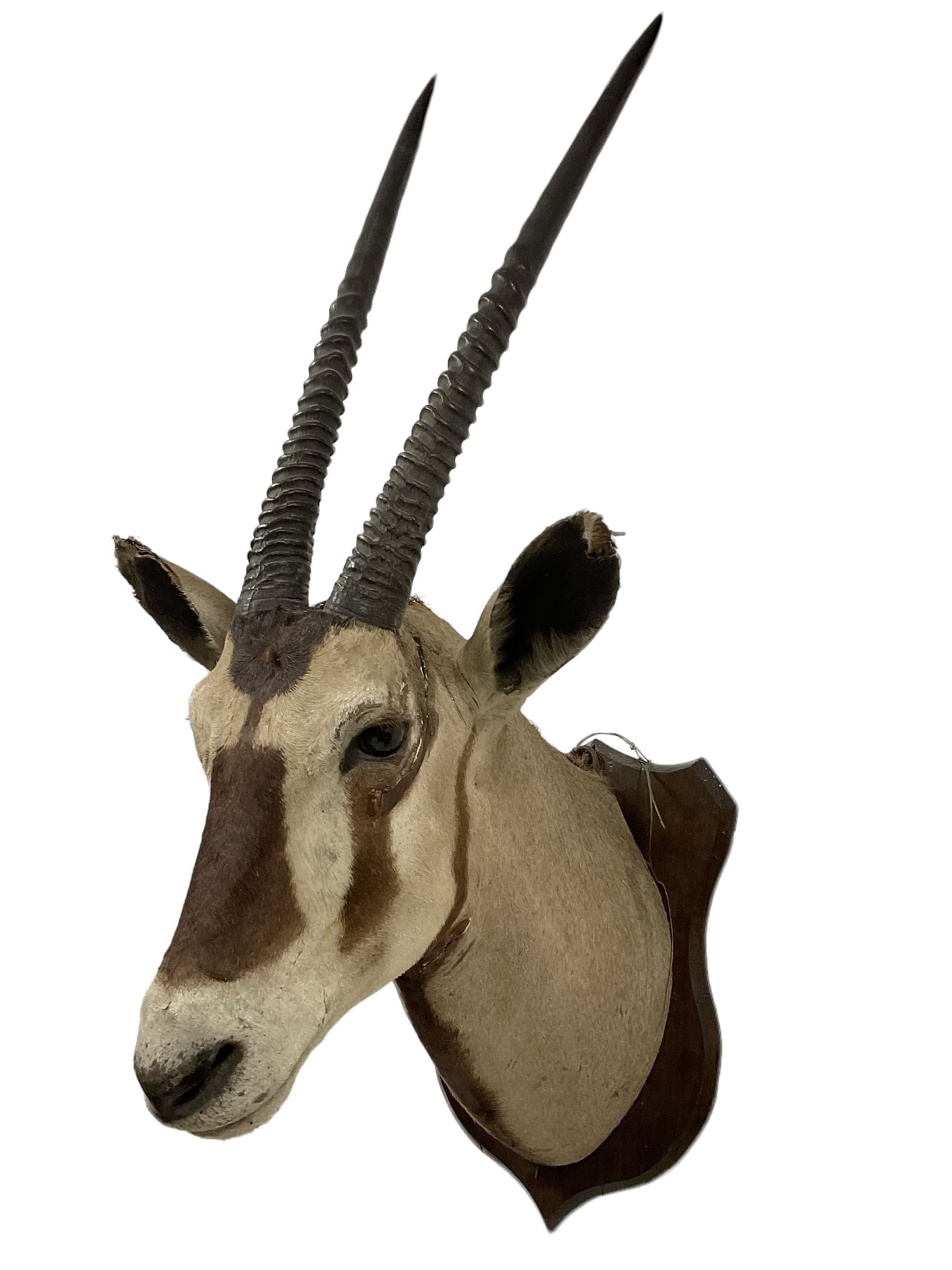 Taxidermy: Gemsbok Oryx (Gazella gazella) adult male shoulder mount facing ahead on wooden shield
