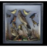 Taxidermy: Cased Diorama of birds native to Britain with two canaries