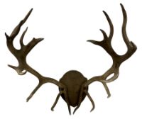 Antlers/Horns: European Red Deer (Cervus elaphus hippelaphus)