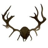 Antlers/Horns: European Red Deer (Cervus elaphus hippelaphus)