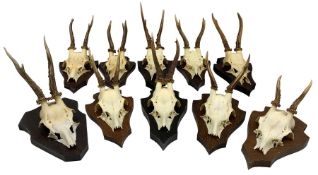 Antlers/Horns: Collection of Roe Deer skulls on cut with antlers mounted on shields (10)