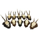 Antlers/Horns: Collection of Roe Deer skulls on cut with antlers mounted on shields (10)