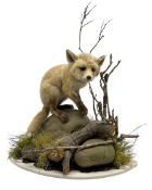 Taxidermy: Red Fox Cub (Vulpes vulpes)