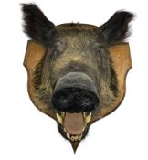 Taxidermy: European Wild Boar (Sus scrofa)