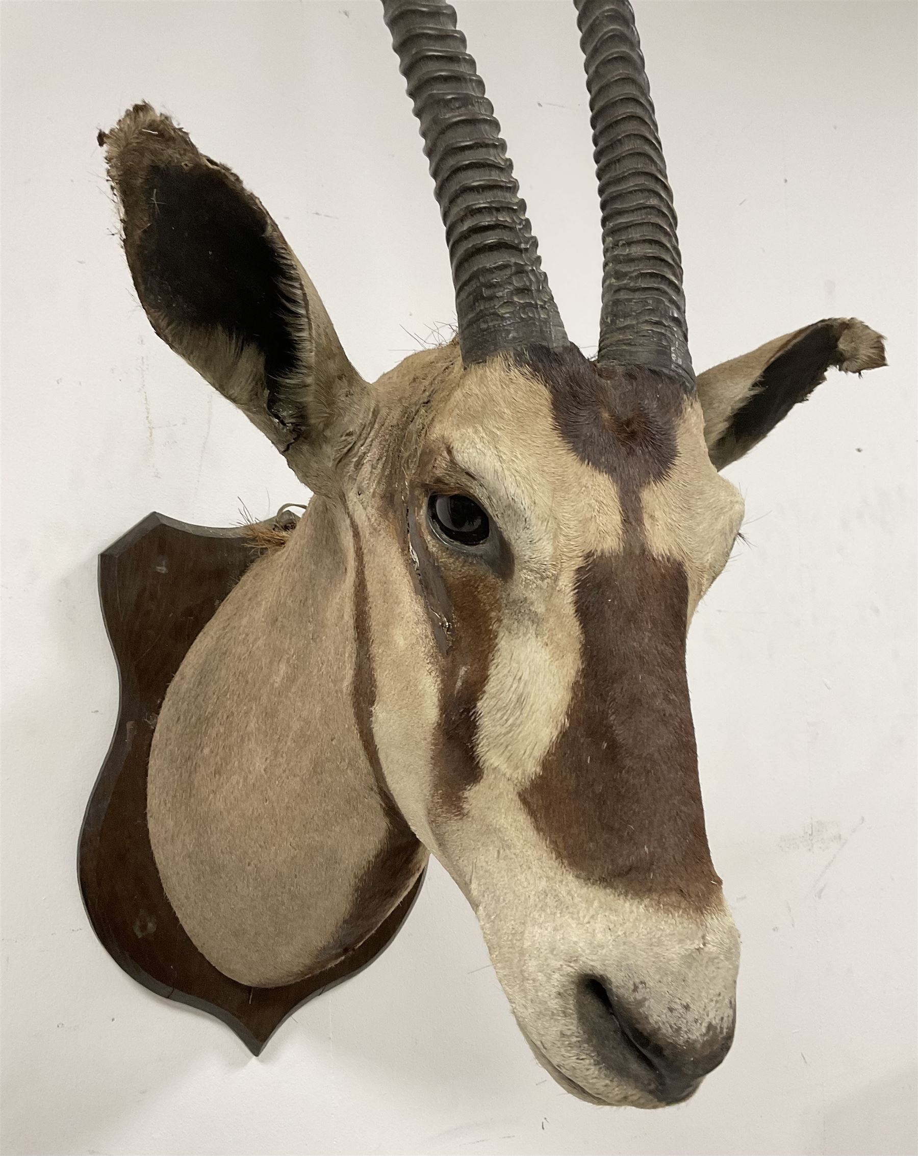 Taxidermy: Gemsbok Oryx (Gazella gazella) adult male shoulder mount facing ahead on wooden shield - Image 2 of 3