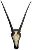 Antlers/Horns: Adult male Gemsbok Oyrx horns on upper skull mounted on ebonised shield height 111cm