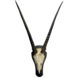 Antlers/Horns: Adult male Gemsbok Oyrx horns on upper skull mounted on ebonised shield height 111cm