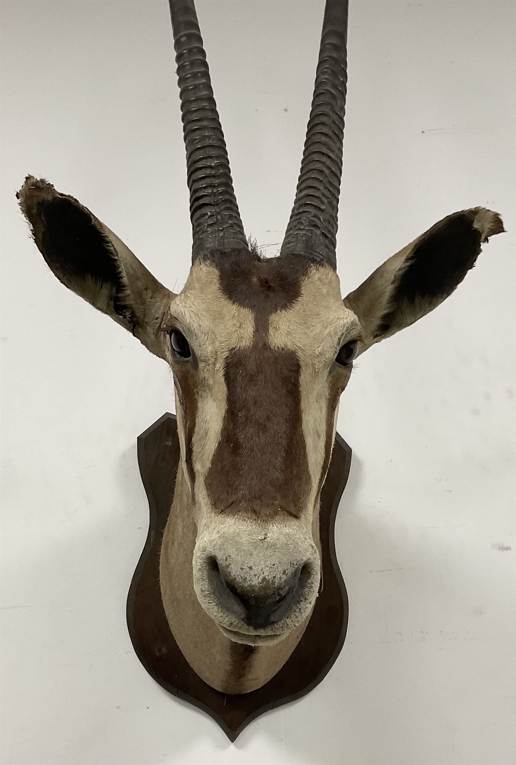 Taxidermy: Gemsbok Oryx (Gazella gazella) adult male shoulder mount facing ahead on wooden shield - Image 3 of 3